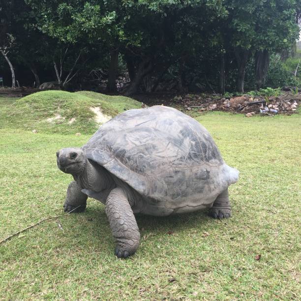 3D digital render of a walking Galapagos tortoise isolated on white background
