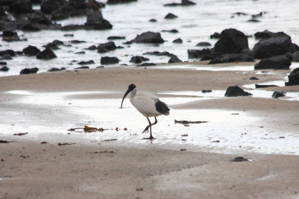 istock White Ibis, Victoria, Wilderness of Australia 1487979989