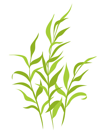 Marsh Weeds On A Transparent Background