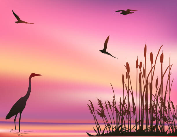 ilustrações, clipart, desenhos animados e ícones de cena do pântano do pôr do sol com uma garça azul e gaivotas - swamp moody sky marsh standing water