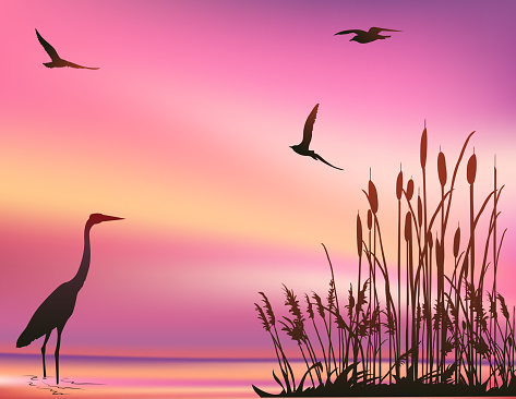 Sunset Marsh Scene With A Blue Heron And Seagulls