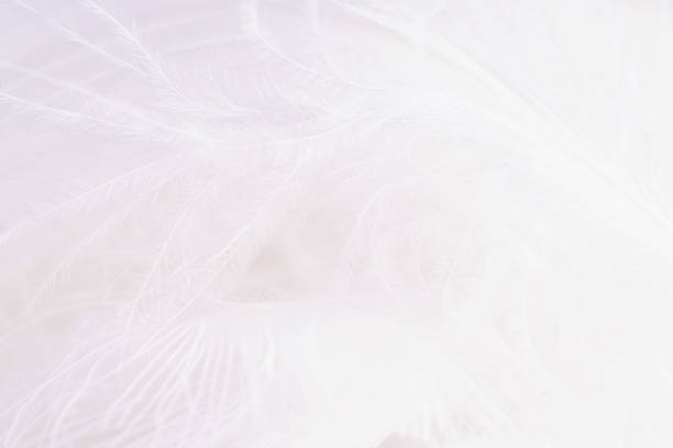 istock White feathers in soft and blur style for background, macro shot 1487981070