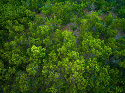 Northwest Florida's varied topography, with natural, healthy longleaf pine forest that's properly managed through prescribed fire and exotic plant control. Taken on Blackwater River State Forest, near the Alabama state line.