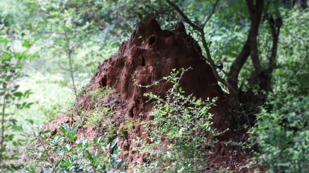 istock Termite Soil Putru man. Soil carcinoma or termite carcinoma under the tree 1487981442