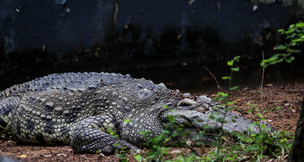 istock One of the crocodiles is lying on the ground 1487981473