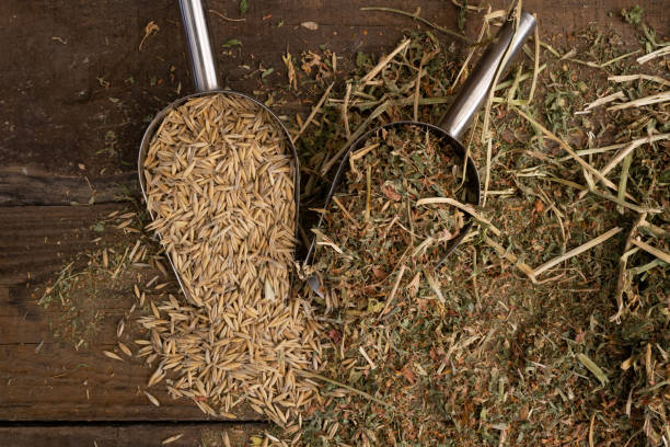 ложки-лопаты с ингредиентами конского корма - barley grass field green стоковые фото и изображения