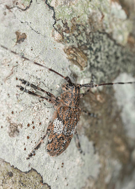 istock White-clouded longhorn beetle (Mesosa nebulosa) 148798161