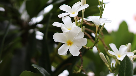 White beautiful flower Aralia flower blossom nature greenery and blur background