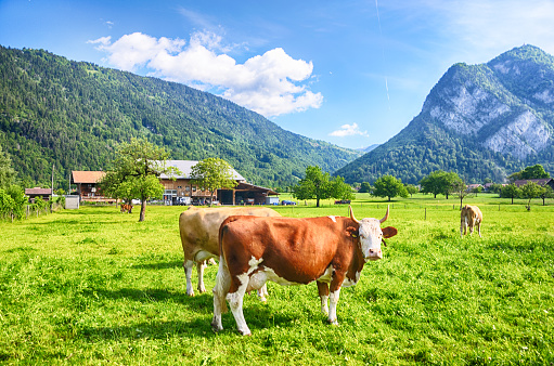 Milk Cow on the green organic alpine meadows