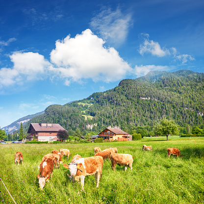 Idyllic landscape in the Alps with cow grazing in fresh green meadows between blooming flowers, typical farmhouses and snowcapped mountain tops in the background, Nationalpark Berchtesgadener Land, Bavaria, Germany