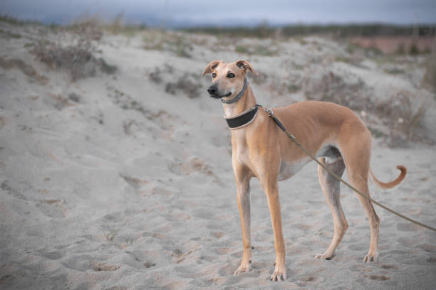 istock Ivo the spanish greyhound 1487983806