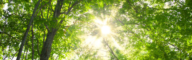 istock banner image of sunshine forest 1487984408