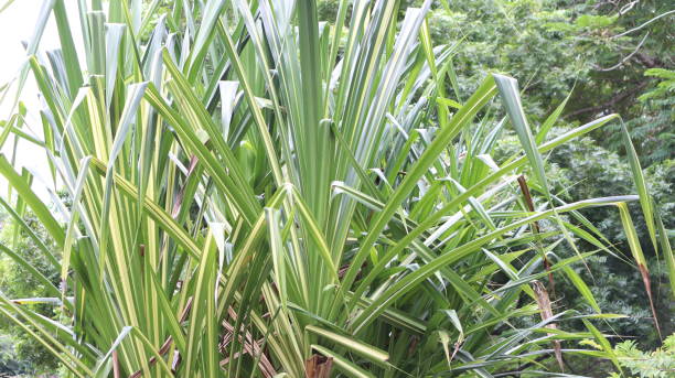 istock Sedge plant greenery beautiful natural plant 1487984684