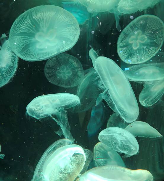 istock Transparent blue jellyfish in a water tank 1487984716