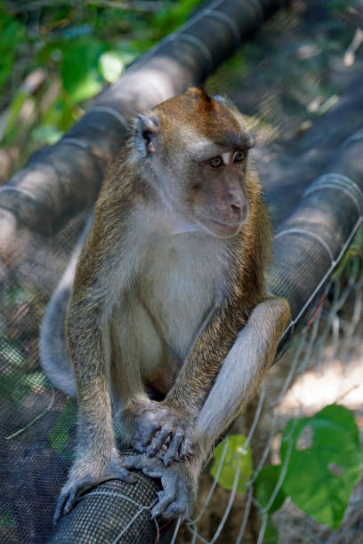 Subic Monkeys 70+ Philippines Macaque Monkey Animals In The Wild Stock Photos ...