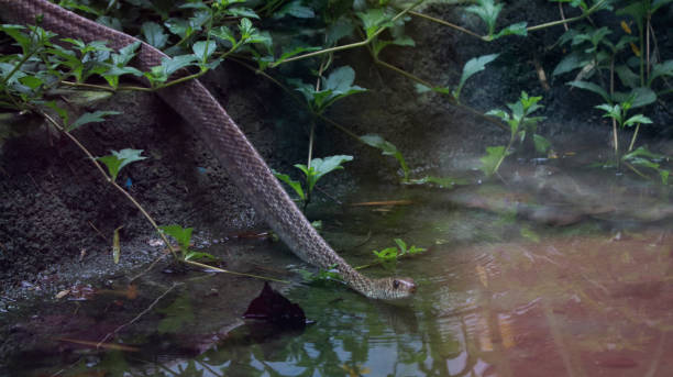 one of the snakes crawls - water snake imagens e fotografias de stock