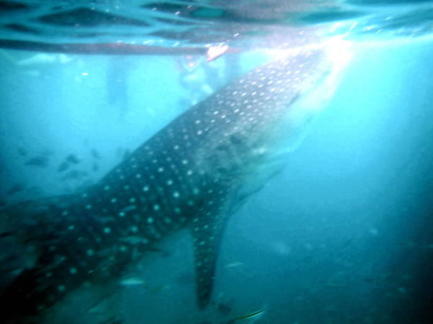 istock close to the whaleshark 1487985054