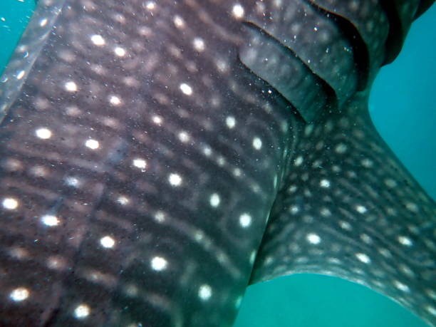 istock close to the whaleshark 1487985055