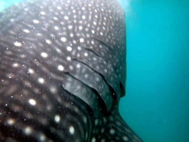 istock close to the whaleshark 1487985068