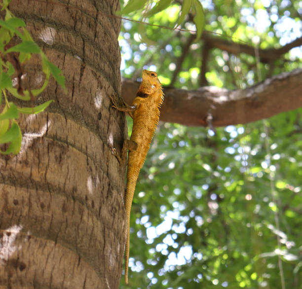 istock Oriental garden lizard Reptile in the tree standing 1487985374