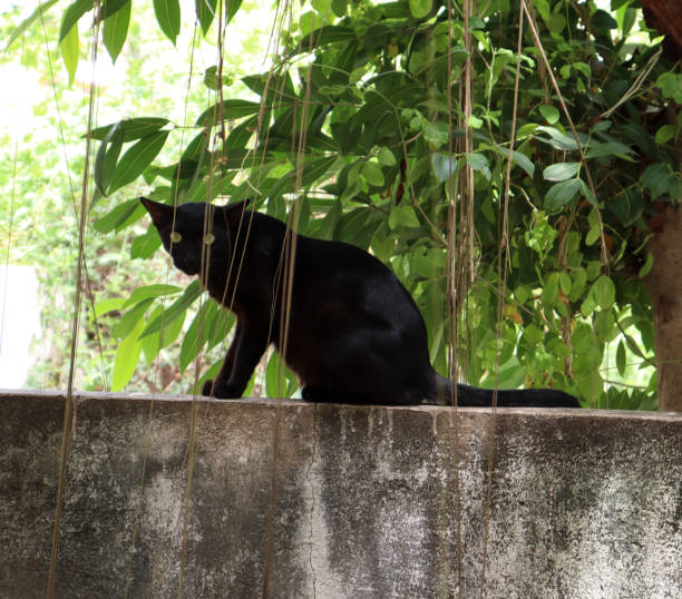 istock Wall on the black cat with greenry backround 1487986135