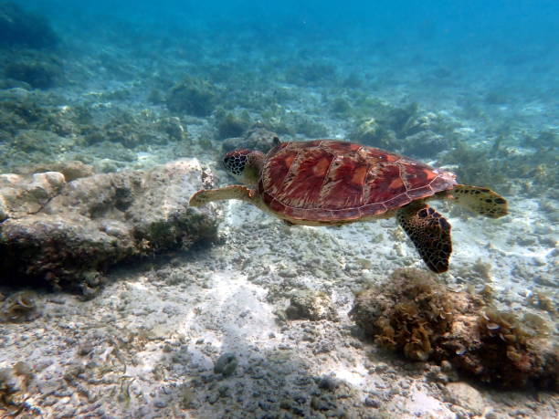 istock snorkeling with a sea turtle 1487986188