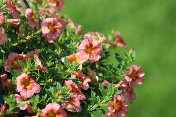 istock Calibrachoa Flowers 1487986800