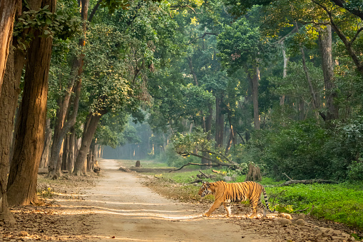 wild bengal male tiger or panthera tigris side profile in natural green scenic background crossing dhikala main road in evening safari at jim corbett national park forest reserve uttarakhand india