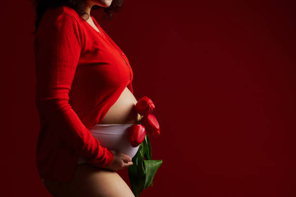 mittelteil einer schwangeren frau, die einen strauß roter tulpen hält und ihren bauch auf isoliertem hintergrund mit werbefläche berührt - mothers day mother single flower family stock-fotos und bilder