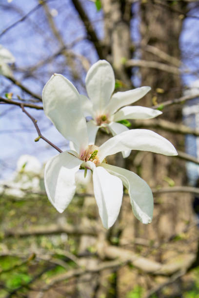 istock Beautiful blooming magnolia tree flower in spring close up 1487991722