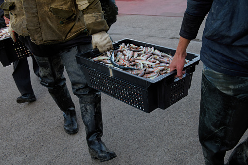 Fishermen carry freshly caught red mullet in a black box.