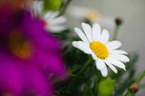 Whie flowers garden background