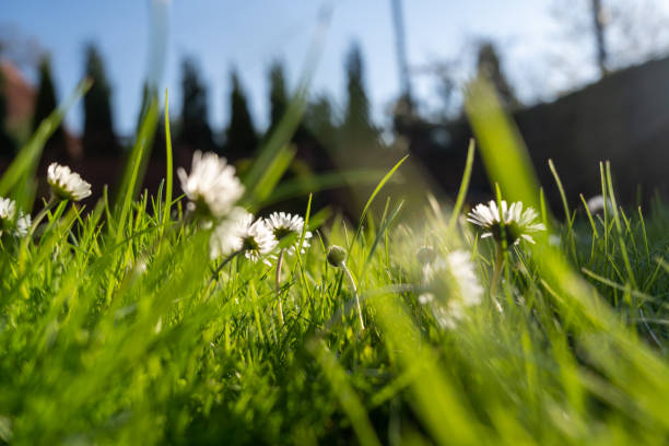 The picture is a close-up of Oxeye daisies in their natural environment. The flowers are white and surrounded by green grass. The petals' details are visible and create a beautiful image. It can be used for nature-related designs in various media formats such as editorial, advertising, and the web.