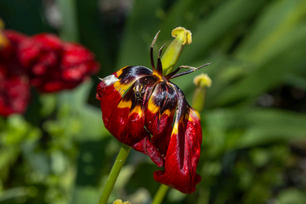 Close-up wilted red tulip with a bee on a petal. Spring nature.