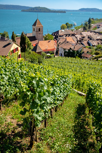 Switzerland landscape travel- vineyard terraces at lake geneva- Lavaux