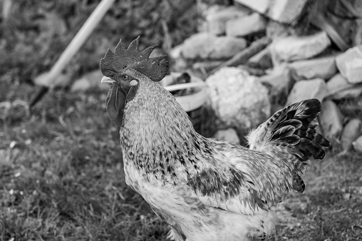 Black and white chickens, background with copy space, full frame horizontal composition