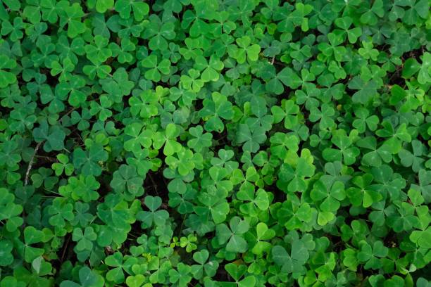istock Green three leaf clover covering forest floor 1487994717