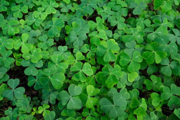 istock Green three leaf clover covering forest floor 1487994722
