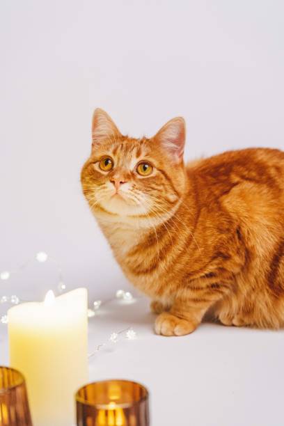 istock Christmas Cat with Led Lights 1487995660