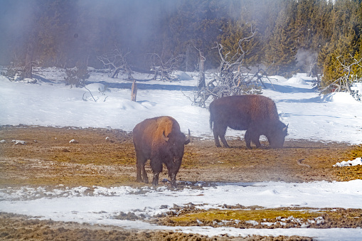 Two bison grazing near steaming thermal geysers in the Yellowstone Ecosystem of western USA.  Nearest cities are Denver, Colorado, Salt Lake City, Jackson, Wyoming, Gardiner, Cooke City, Bozeman, and Billings, Montana, North America.