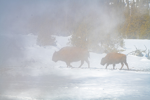 Two bison walking near steaming thermal geysers in the Yellowstone Ecosystem of western USA.  Nearest cities are Denver, Colorado, Salt Lake City, Jackson, Wyoming, Gardiner, Cooke City, Bozeman, and Billings, Montana, North America.