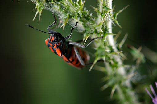 An insect climbing on the stem of a herbaceous plant