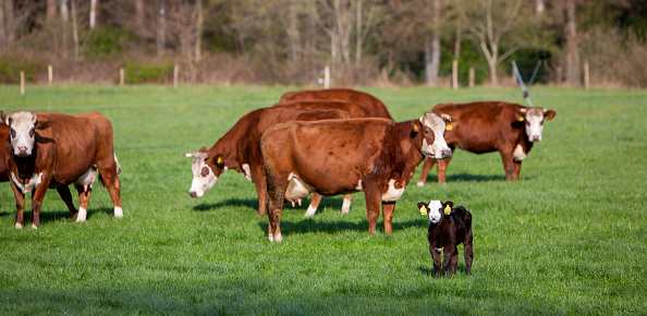 Closeup of a Hereford cow nuzzling her calf. The calf's eyes are closed and looks like she's smiling.