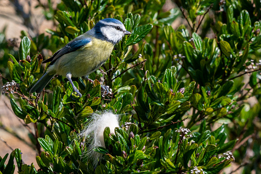 Blue Tit bird, cyanistes caeruleus, nest building and collecting brushed cat fur from california lilac bush