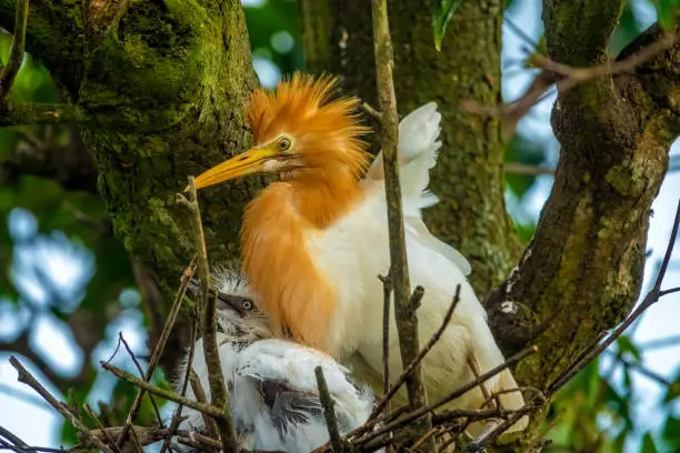 Photo of Cattle egret adult and chick in the bird colonies of the Petulu village, Ubud, Bali, Indonesia