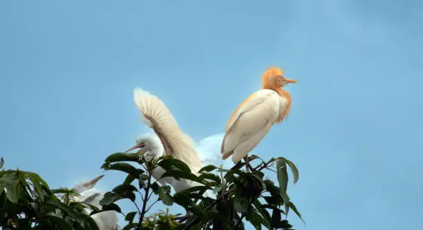 Photo of The famous cattle egret colony of the Petulu village, Ubud, Bali, Indonesia