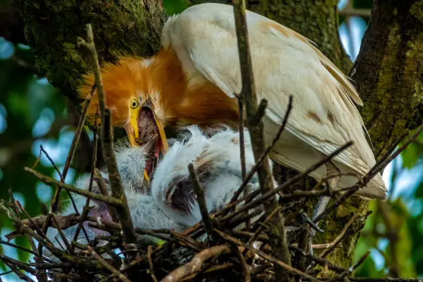 Photo of Cattle egret adult feeding a whole frog to its chick in the famous bird colony of the Petulu village, Ubud, Bali, Indonesia