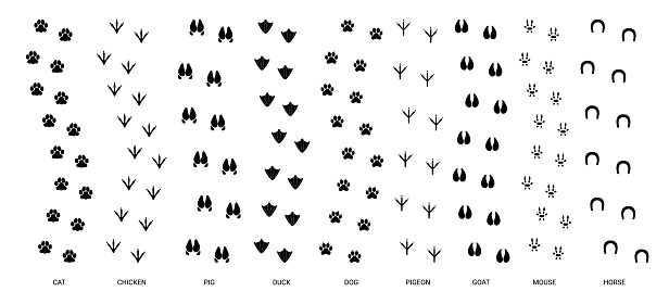 Step tracks animal trails. Animals paw footprint, pet trace footstep, walking cat step, bird trail feet, dog print, silhouette pawprints vector set. Wildlife chicken, pig and duck foot elements