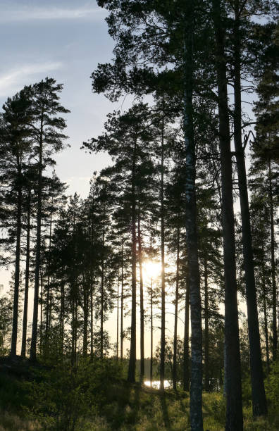 istock Low angle view of trees in forest against sky 1488000423