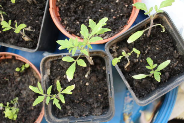 istock seedlings in a greenhouse 1488000549